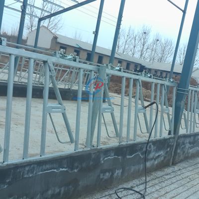 هيكل صلب قوي حظيرة الأبقار الحديدية المعاصرة